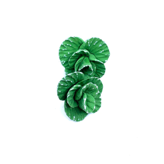 Lettuce approx. 2 cm (1 pc.)