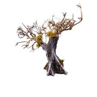 Olive tree, 11–13 cm