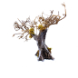Olive tree, 11–13 cm Olive tree, 11–13 cm