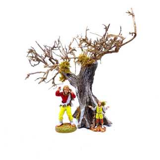 Olive tree, 11–13 cm
