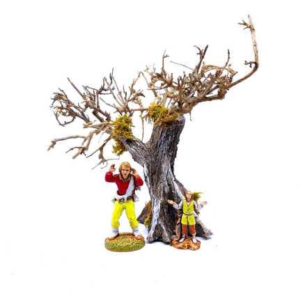 Olive tree, 11–13 cm