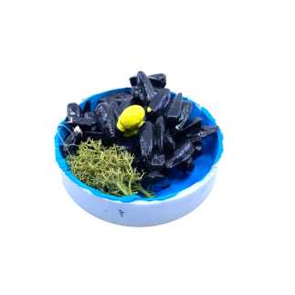 Mussel box 5 cm