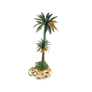 Double palm tree 16/17 cm