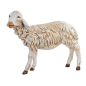 Sheep standing for 125 cm