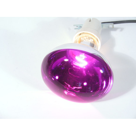 Violet spot lamp