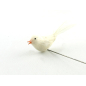 Little bird with white plumage