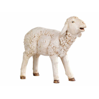 Lamb for 180 cm