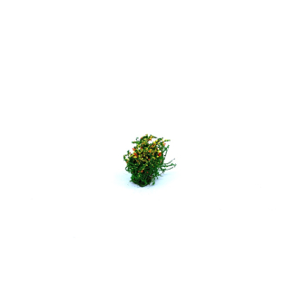 Flowering bush