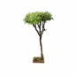 Tree for nativity scenes, 15/16 cm