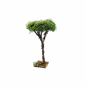 Tree for nativity scenes, 12/13 cm