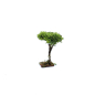 7 cm tree for nativity scenes