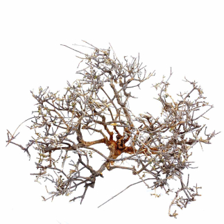 Miniature nativity scene shrub - canopy 20/25 cm