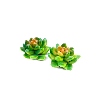 Miniature succulent plant for nativity scenes - 3 cm